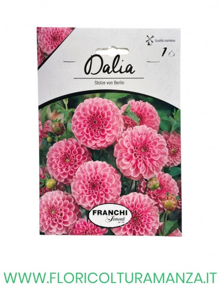 DALIA    1 BULBO