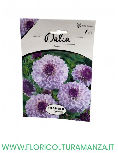 DALIA    1 BULBO