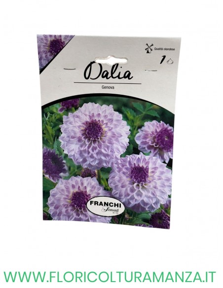 DALIA    1 BULBO