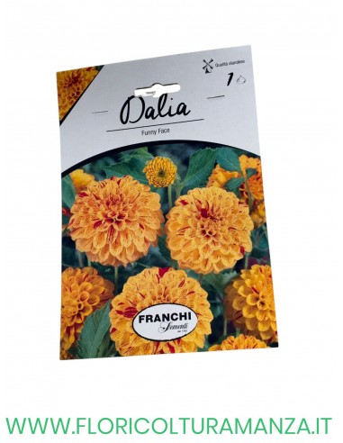 DALIA    1 BULBO