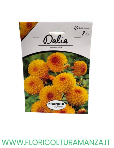 DALIA    1 BULBO