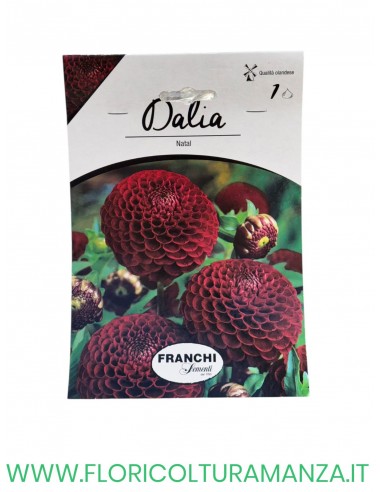 DALIA    1 BULBO