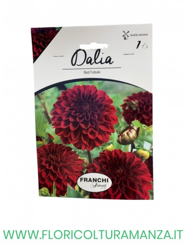 DALIA    1 BULBO