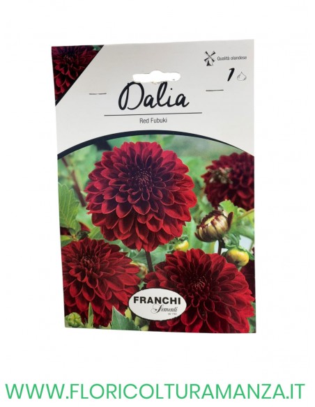 DALIA    1 BULBO
