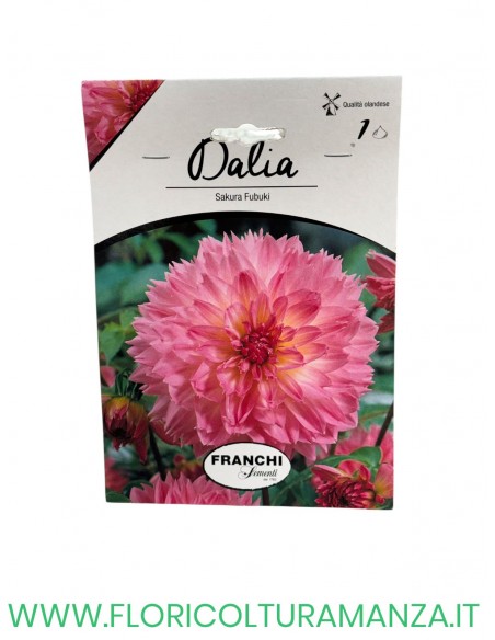 DALIA    1 BULBO