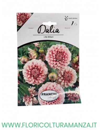 DALIA    1 BULBO