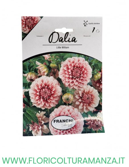 DALIA    1 BULBO