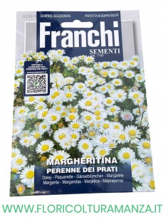 MARGHERITA PERENNE DEI PRATI