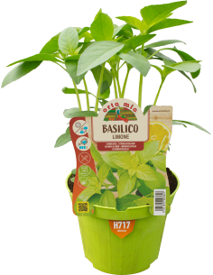 🌿 Basilico limone