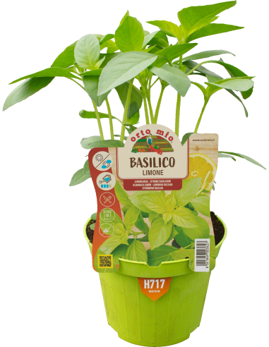 🌿 Basilico limone