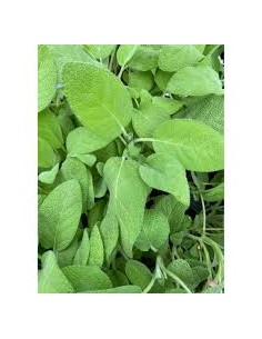 🌿 Salvia Maxima