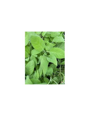 🌿 Salvia Maxima