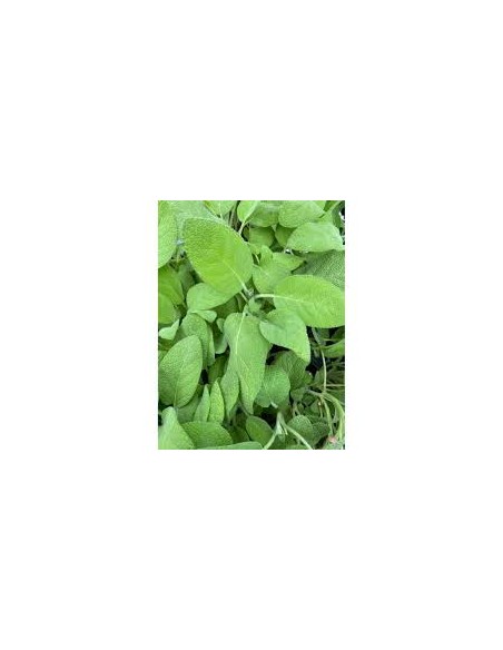 🌿 Salvia Maxima