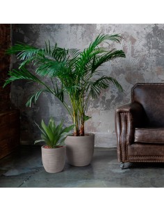 RHEA ELEGANCE 2