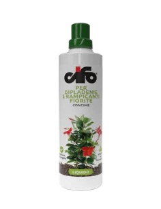 diplademia  e rampicanti 500 ml