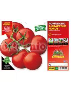 🍅 Pomodoro a grappolo Horus 2