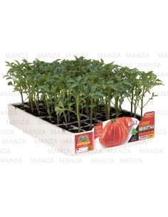 🍅 Pomodoro Cuore Ligure