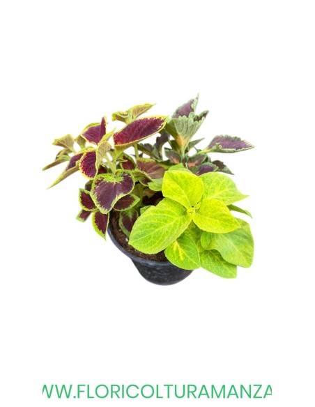 🌿 Coleus Tris