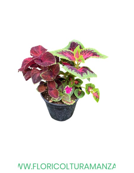 🌿 Coleus Tris