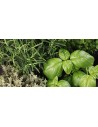 Piante aromatiche