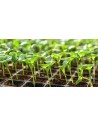 Piantine da orto in pack