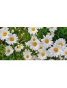 Sementi da fiore