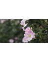 Rose rampicanti