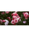 Rose tappezzanti