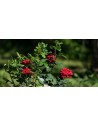 Rose a cespuglio