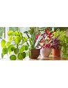 Idee regalo piante fiorite